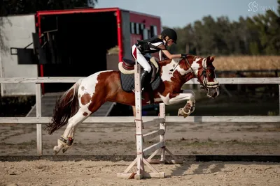 Сколько стоит заниматься конным спортом: экипировка, амуниция, содержание  лошади