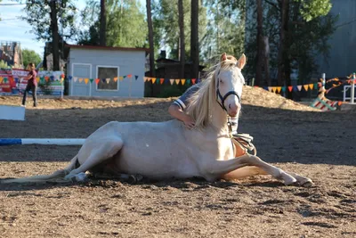 Как подобрать хомут для лошади, определение размера хомута