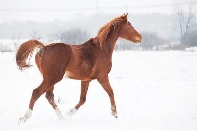 Выбор соли для лошади - от простой до гималайской | Horse-Rehab.Ru