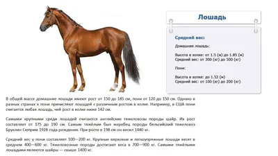 Сколько весит лошадь - YouTube