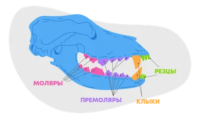 Сколько зубов у собаки фото 