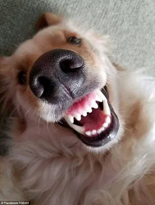 Строение зубов собаки, болезни, лечение и профилактика - Цамакс Интернешнл.  Ветеринарные препараты и кормовые добавки. Цены, где купить, отзывы