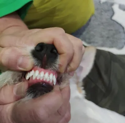 Сколько молочных и коренных зубов у собак разных пород