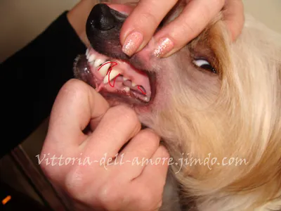 Сколько зубов у взрослой собаки? | Ответ на вопрос | QuizzClub