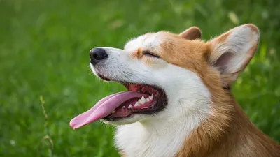 Сколько зубов у собаки | Догги Академия | Дзен
