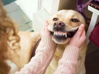 Зубная система китайской хохлатой - Китайская хохлатая собака питомник  Vittoria dell Amore
