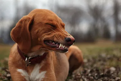 Когда у щенка меняются зубы - смена зубов у щенков | Royal Canin