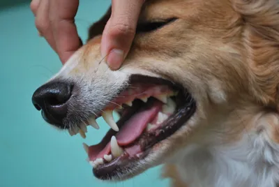 Сколько зубов у вашей собаки и зачем ей так много? | УДИВИТЕЛЬНЫЕ ФАКТЫ |  Дзен