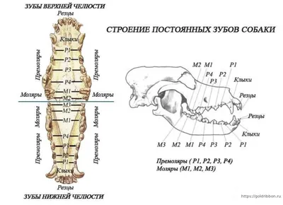 Стоматология для животных в Нижнем Новгороде