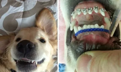 Зубное протезирование в ветеринарии: нюансы, о которых многие не знают |  Ветеринария и жизнь