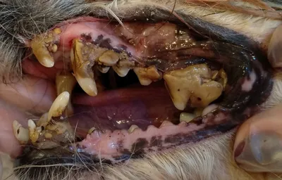 Сколько зубов у собаки: схема роста зубов собаки | Royal Canin