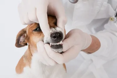 Сколько зубов у собак?
