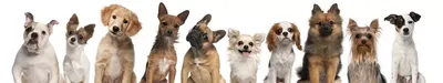 Собаки-дизайнеры, скрещенные породы, коллекция гибридных миксов изолируют  Векторное изображение ©A7880S 276334908