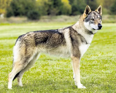 Собаки-волки: породы собак, которые очень похожи на волков - Рамблер/новости