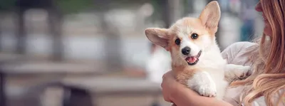 Пес в мешке: в РФ начали продавать мини-собак из Кореи за 1,5 млн | Статьи  | Известия