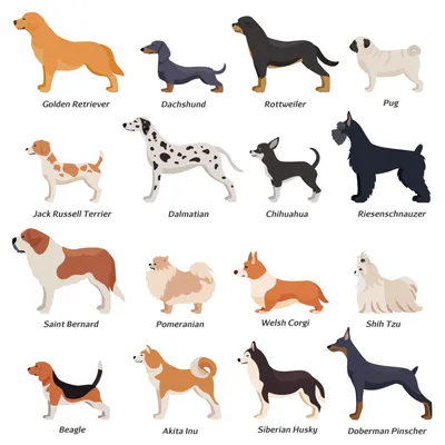 разные породы собак не связанные с сидячими людьми, картинки пород собак,  собака, домашний питомец фон картинки и Фото для бесплатной загрузки
