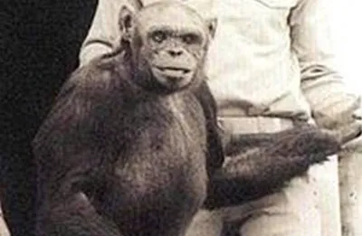 Русский биолог пытался скрестить человека и шимпанзе, вот только такого  финала не ожидали никто... - YouTube
