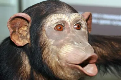 Кто такой гуманзе: американцы скрестили человека и шимпанзе и век скрывали  открытие