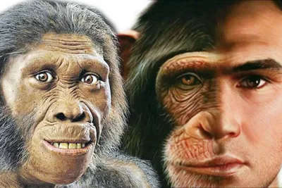 Интересные факты о бонобо — Музей фактов