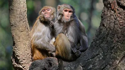 Гибрид человека и обезьяны» — создано в Шедевруме