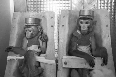Открыли ящик Пандоры». Ученые скрестили клетки человека и обезьяны | 360°