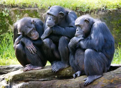 Почему ни одна обезьяна в зоопарке не стала человеком