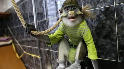 На Борнео найдена неизвестная обезьяна, которая может быть гибридом двух  дальнеродственных видов - Лайфхакер