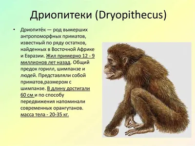 Найдена обезьяна, похожая на Майкла Джексона - Техно bigmir)net