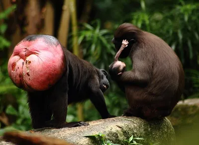 За «красоту» самцы приматов платят маленькими яичками