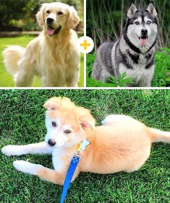 Скрещивание собак разных пород фото фотографии