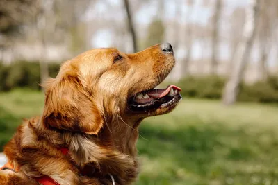 Шалайка собака: фото, характер, описание породы