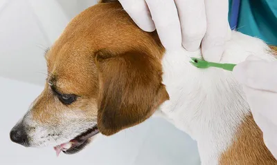 Как помочь питомцу, если обнаружен клещ: инструкция - Ветеринарная клиника  в Зеленограде \"POLIVET\"