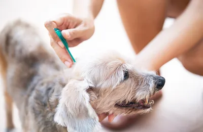 Укус клеща у собаки: первая помощь, лечение и профилактика – Статьи