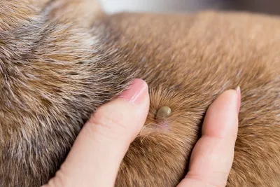 Пироплазмоз (бабезиоз) у собак - признаки после укуса и схема лечение