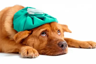 Чем опасны клещи для собак и какая защита самая эффективная — Дом