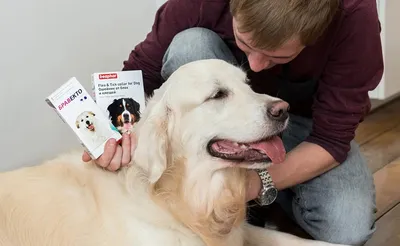 Bayer Advantix Капли от блох и клещей для собак массой от 4 до 10 кг, 1  пипетка (8164000) - купить на Korm.com.ua