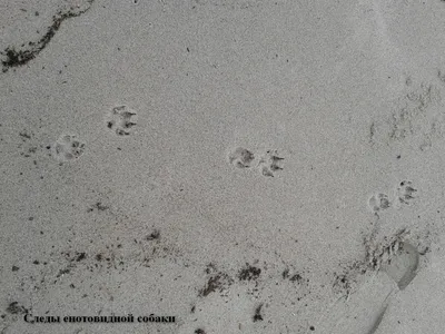 Следы лисы на снегу (46 фото) - 46 фото