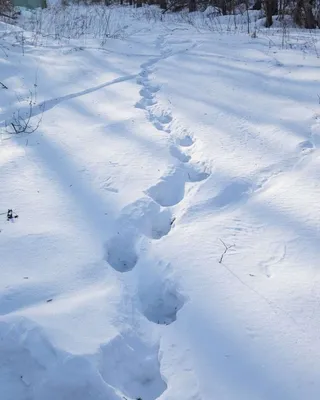 Внезапный снегопад внес коррективы в учет амурского тигра - Новости РГО