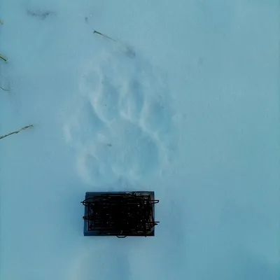 Картинки след тигра на снегу (65 фото) » Картинки и статусы про окружающий  мир вокруг
