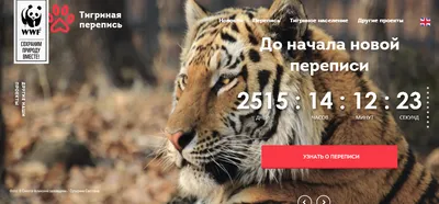 В Якутии впервые за 50 лет обнаружили следы амурского тигра | 25.11.2021 |  Смоленск - БезФормата