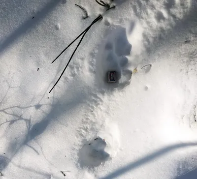 На выпавшем снегу в Амурской области обнаружили следы тигра. Почему это  место держат в секрете ▸ Amur.Life