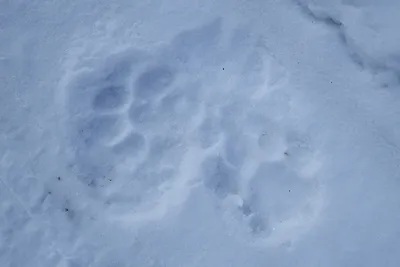 Жителя Владивостока напугали следы животного в черте города