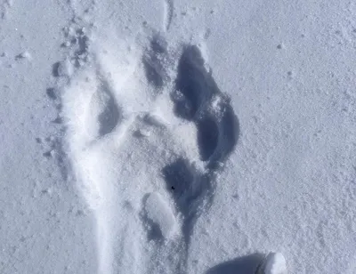 Следы тигра на снегу (Много фото) - treepics.ru