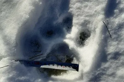 Следы на снегу помогают специалистам нацпарка «Земля леопарда» раскрыть  секреты отношений тигров и леопардов