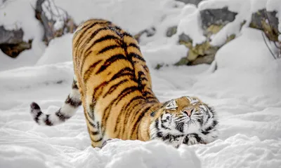 По следам тигра провели чешского эколога хабаровчане на Анюе (ФОТО) —  Новости Хабаровска