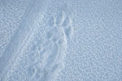 В Приамурье снова нашли следы тигра. В охотуправлении рассказали, где в  регионе чаще всего появляются хищники (фото, видео) ▸ Amur.Life
