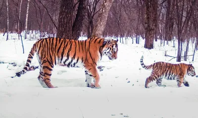 Следы тигра заметили в Селемджинском районе — Амурская правда, новости  Благовещенска и Амурской области