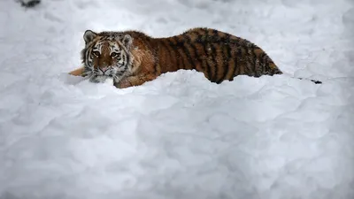 След тигра: как на Дальнем Востоке спасают от вымирания могучих таежных  хищников | Вокруг Света