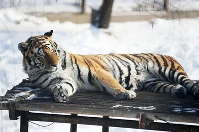 По следам тигра провели чешского эколога хабаровчане на Анюе (ФОТО) —  Новости Хабаровска