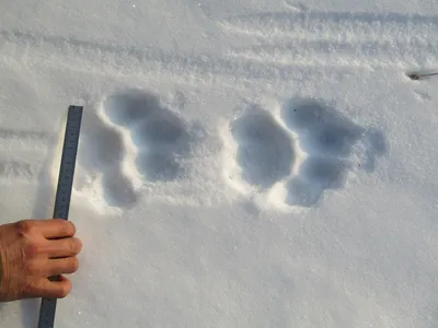 Следы тигра на снегу - фото и картинки: 64 штук